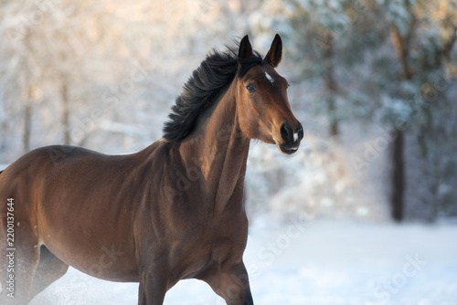 Horse in snow trees
