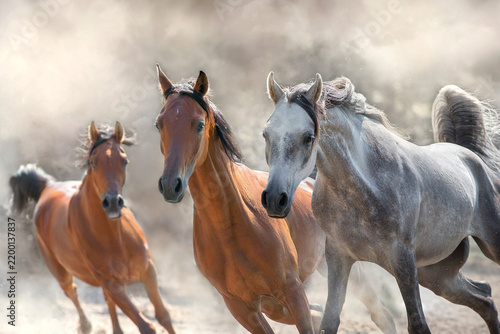 Arabian stallion run in dust