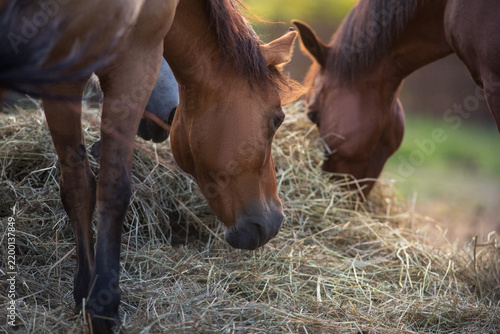 Horses eat hay in paddock