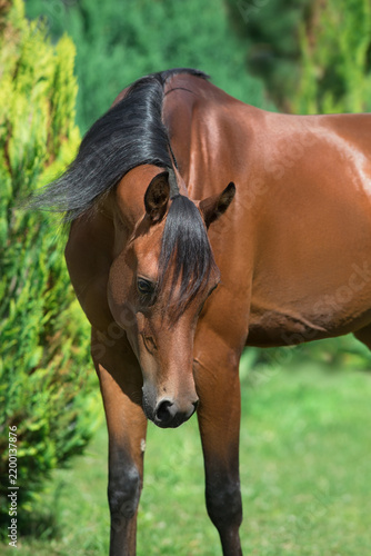 Bay arabian horse close up portrait