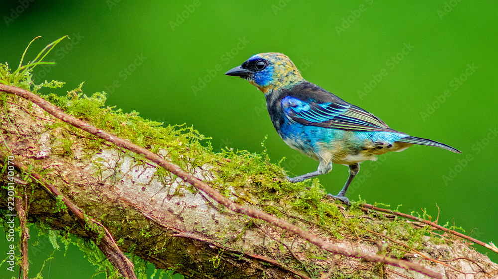 Obraz premium Golden-hooded Tanager, Tangara larvata, Tropical Rainforest, Costa Rica, Central America, America