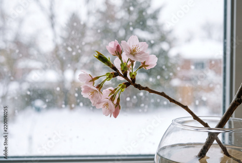 Cherry blossom branch reaching sideways with snow falling outside