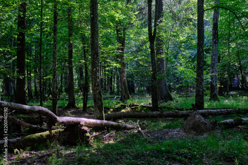 Cuadro en lienzo Ancient forest trees creating natural wilderness landscape