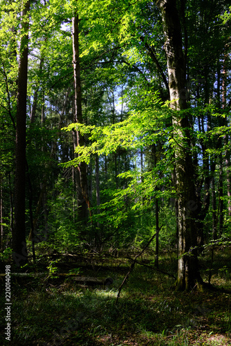 Forest trees green leaves sunlight filtering woods