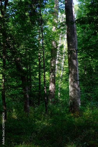 Принти на полотні Lush green forest showing summer trees and foliage