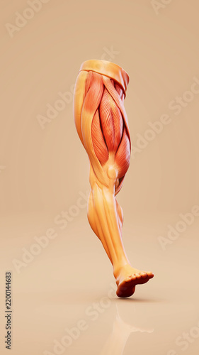 Obraz na plátně Conceptual 3D illustration of quadriceps muscle anatomy during walking