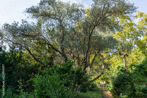 Scenic pathway winding through lush forest. Towering trees with thick trunks and leafy branches dominate frame, providing shade over dirt path. Nikitsky Botanical Garden. Yalta, Crimea.