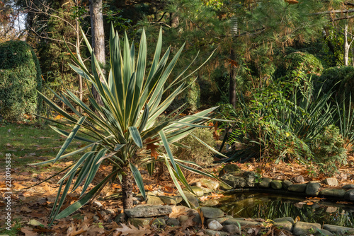 On shore of small garden pond with stone banks, surrounded by lush greenery and scattered autumn leaves, grows striped, green-and-yellow yucca (Gloriosa variegata). Close up.