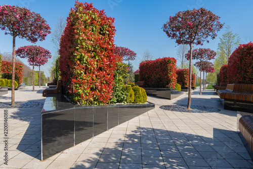 Stunning park landscape dominated by rows of Photinia hedges boasting vibrant red foliage. Green shrubs interspersed between red hedges create striking contrast. Galitsky Park, Krasnodar