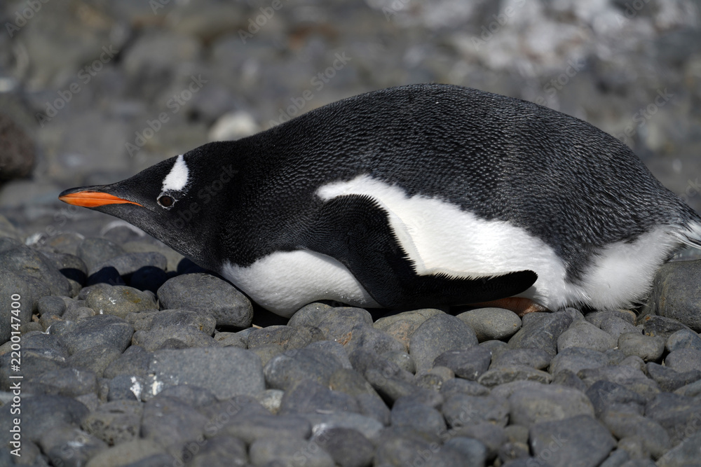 Fototapeta premium Manchots Papous sur l'ile de Brown Bluff en Antarctique