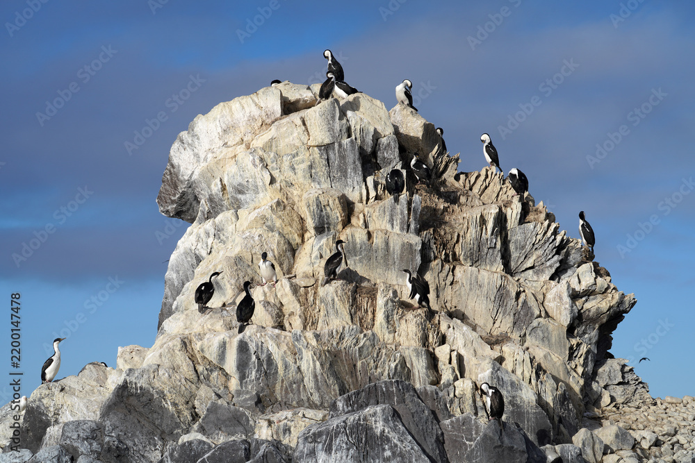 Obraz premium Colonie de cormorans antarctiques en Géorgien du sud