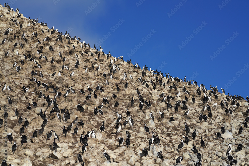 Obraz premium Colonie de cormorans antarctiques en Géorgien du sud