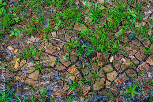 Obraz na plátně New Beginning, Natural Drought Texture with Cracked Earth, Grass and Foliage