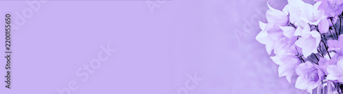 White harebell flowers in violet toning. Bouget of summer flowers.  Horizontal banner