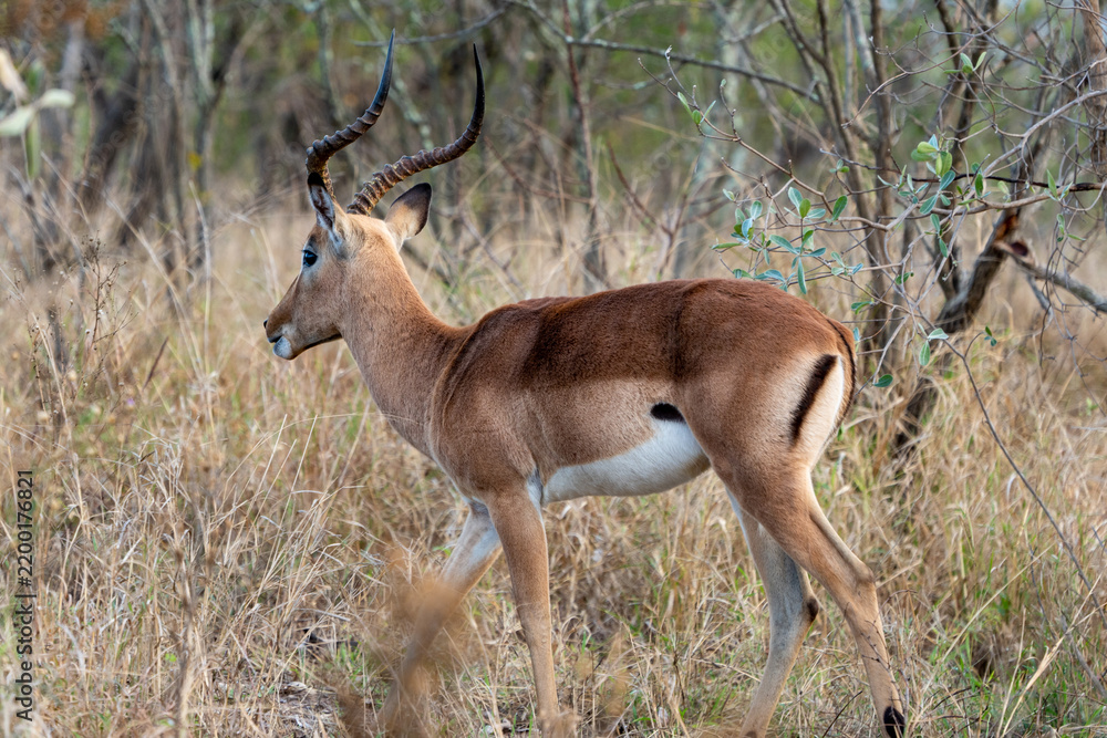 Obraz premium Male Impala with Curved Horns Standing in Dry African Bush Savannah