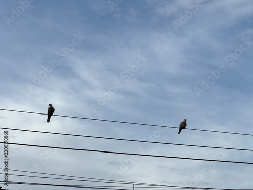 Фотография Two doves sitting on separate electrical power lines against a clear blue sky, s