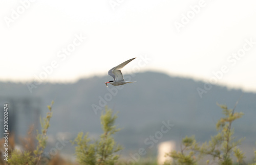 Tern flying over wetland with fish