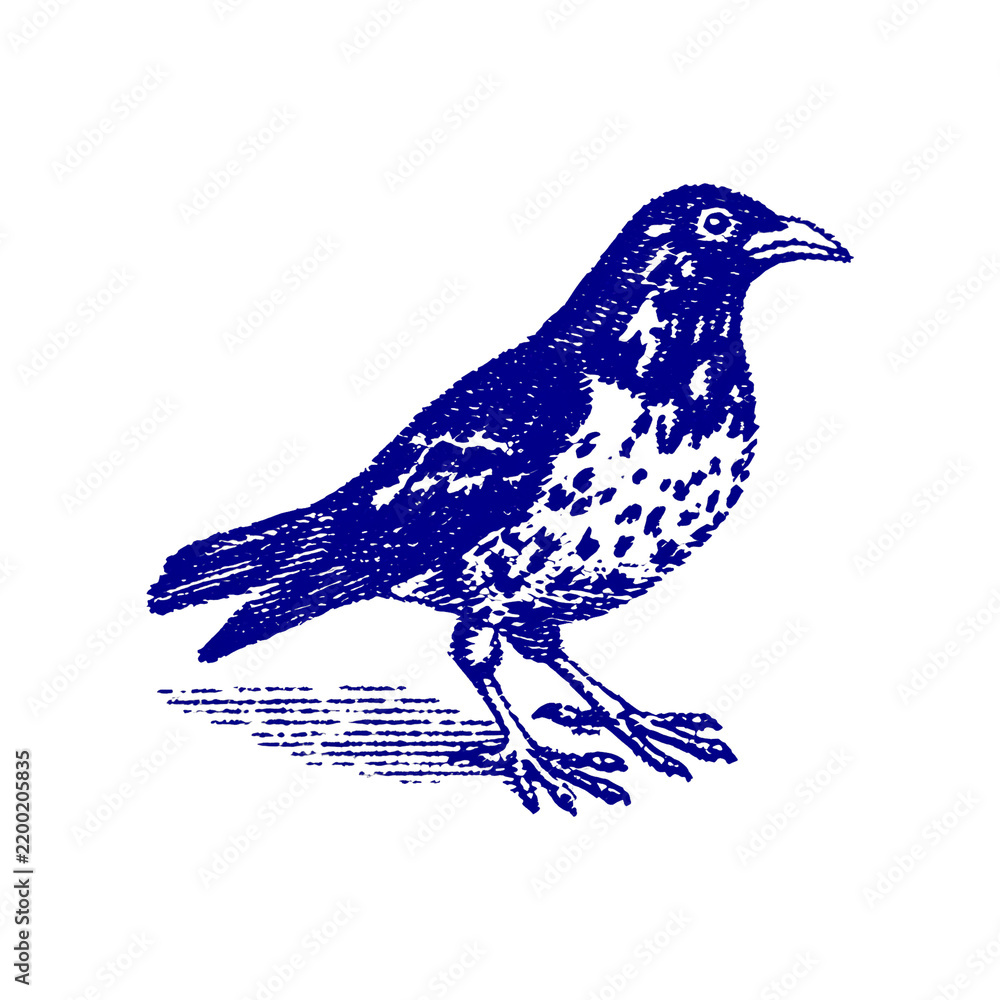 Fototapeta premium PNG Vintage bird illustration art