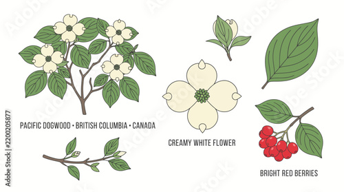 Very beautiful realistic vector set of Pacific Dogwood tree, oval leaves, creamy white flowers and bright red berries, PACIFIC DOGWOOD • BRITISH COLUMBIA • CANADA, separate botanical elements with cen