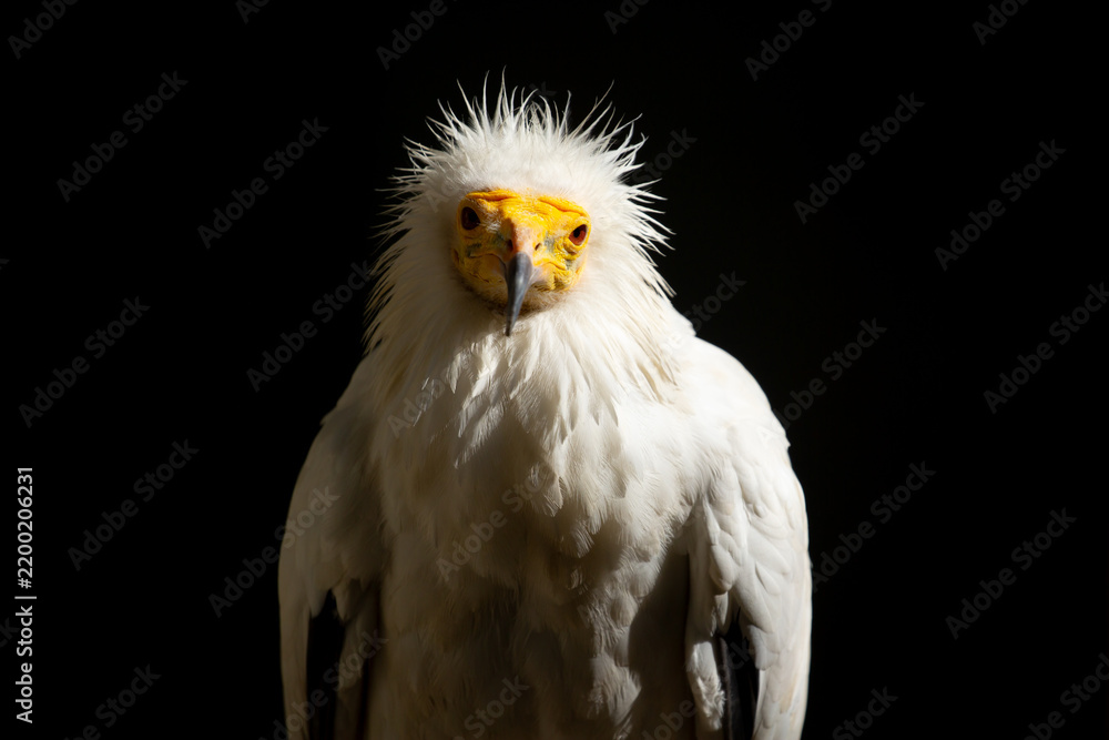 Fototapeta premium A close-up of a vulture against a black background. A large predator perched on a branch in the wild. African birds.