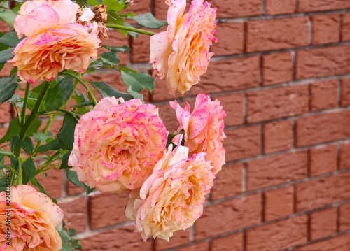 Beautiful bicolour peach and pink roses against a red brick wall.