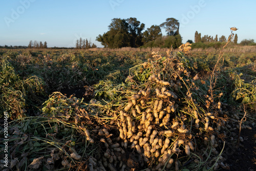 Field Harvest: Freshly Unearthed Peanut Plants Drying in Golden Sunlight Before Collection