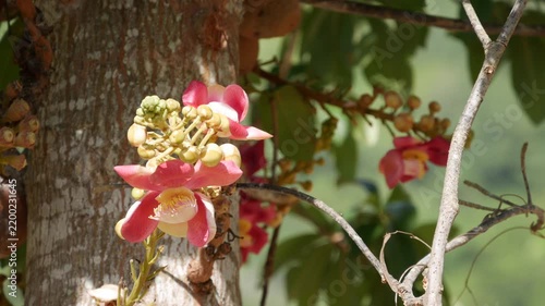 Closeup of pink bombax blossoms blooming on a tree branch with soft green background. Floral texture.