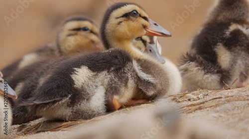 Close-up of ducklings huddling together and resting on a farm surface in a duck house. Group shelter.