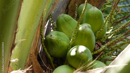 Close-up of a cluster of green unripe coconuts growing on a palm tree in tropical foliage. Natural produce.
