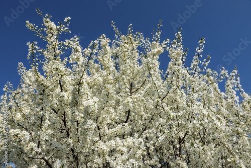 Blackthorn (Prunus spinosa), blackthorn, flowering, Baden-Württemberg, Germany