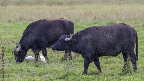 Water buffalo (Bubalus arnee) and cow heron (Ardea ibis, synonym: Bubulcus ibis), Naturquartier Grosswilfersdorf, Grosswilfersdorf, Styria, Austria