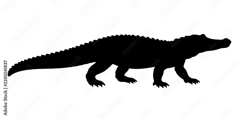 Obraz premium Black silhouette of large alligator walking vector illustration