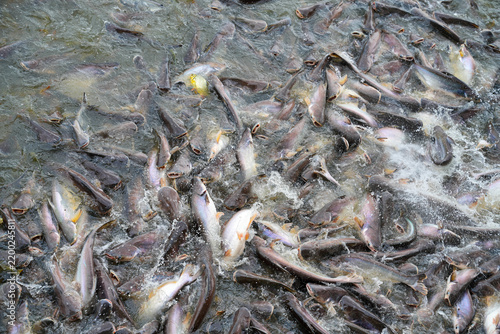 The global food fish industry: Asia as a breeding hub and export center.