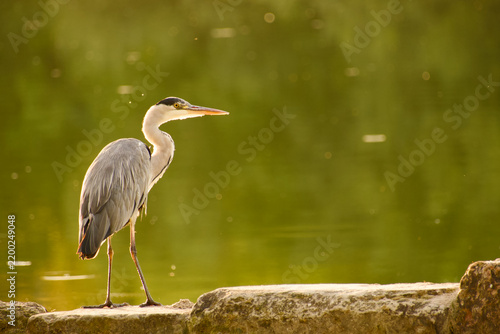 Fotografía Grey heron standing on a stone edge beside calm water, shown in side profile and