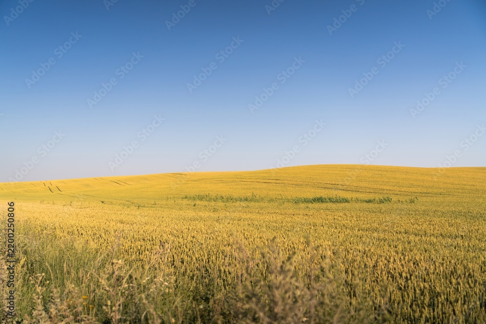 Fototapeta premium Golden Wheat Field Under Clear Blue Sky