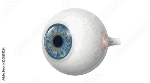 Anatomical human eyeball illustration with blue iris on white