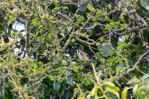Wall Mural Adult European goldfinch in a hawthorn