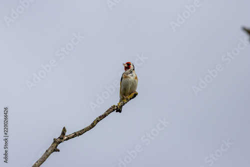 Photography Adult European goldfinch on a lichen branch tip