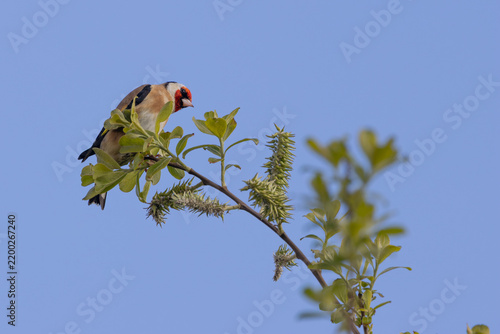 Photography Adult European goldfinch on willow catkins
