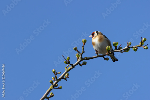 Photography Adult European goldfinch on a budding twig