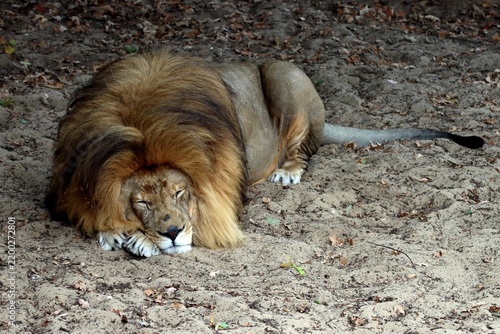 Bild auf Leinwand lion