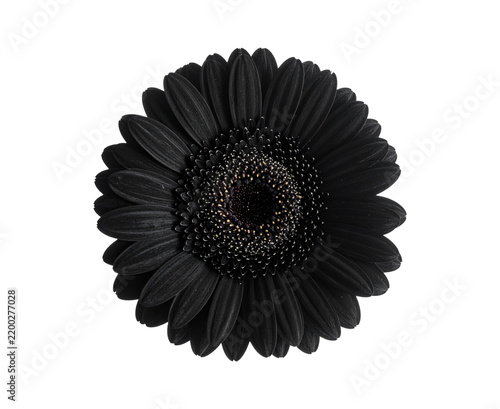 Black gerbera isolated PNG