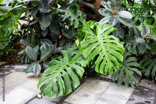 Large Fresh Monstera Leaves with Water Droplets Amidst Lush Tropical Greenery