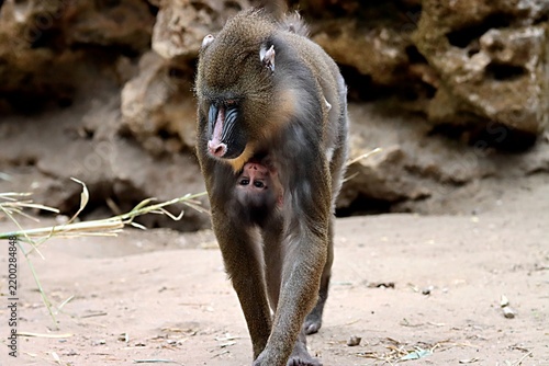 Obraz na płótnie singe