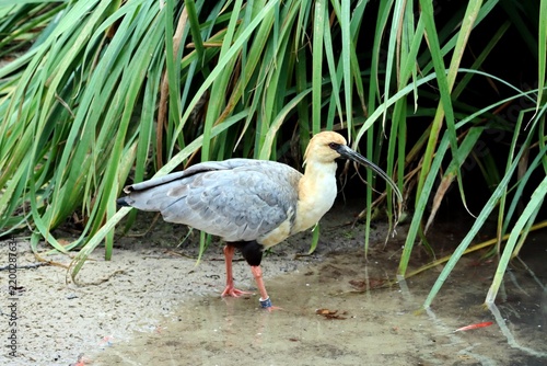 Canvastavla ibis