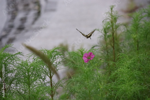 Картината върху платно A lively swallowtail butterfly in the heavy rain