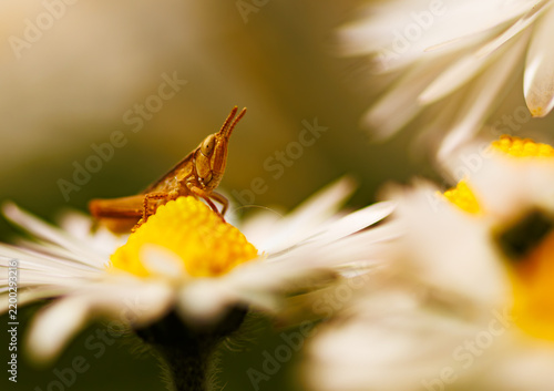 Grasshopper Poster