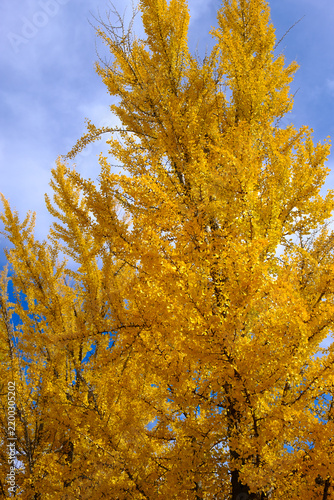 Foto Autumnal Ginkgo biloba with fully yellow leaves in fall in Salisbury, North Caro