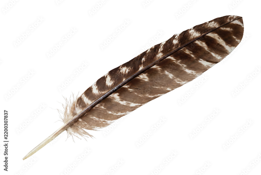 Obraz premium Detailed Brown and White Mottled Bird Feather