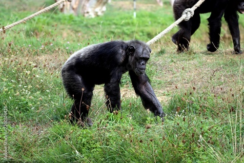 Obraz na płótnie singe